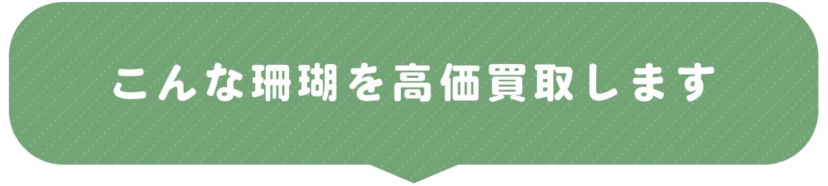 こんな珊瑚を高価買取します